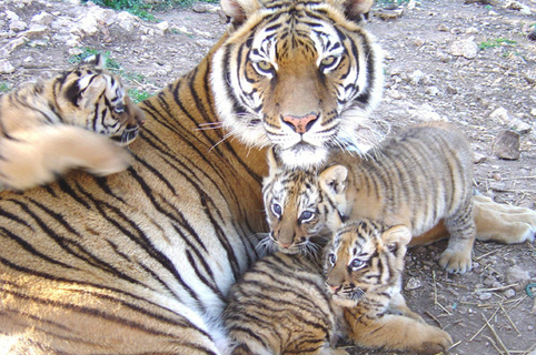 Tigres du zoo-fauverie du Faron sur la route du Faron de Toulon