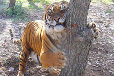Tigre du Zoo-Fauverie du Faron sur la route du Faron de Toulon.